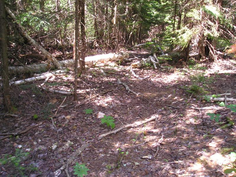 CdearBrook (12).JPG - Trail debris. For some reason we saw a lot of birch trees on the ground. Not sure why they fell and other trees didn't.